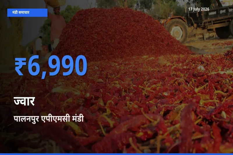 आज ज्वार के सबसे ऊँचे दाम ₹6,990 पालनपुर एपीएमसी मंडी में
