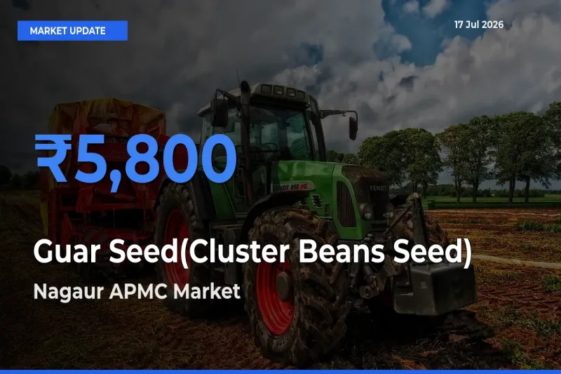 Market Watch: Nagaur APMC Becomes Top Mandi for Guar Seed(Cluster Beans Seed)