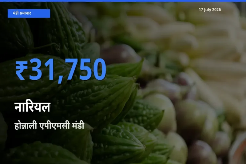 होन्नाली एपीएमसी में नारियल का आज सबसे ऊँचा भाव