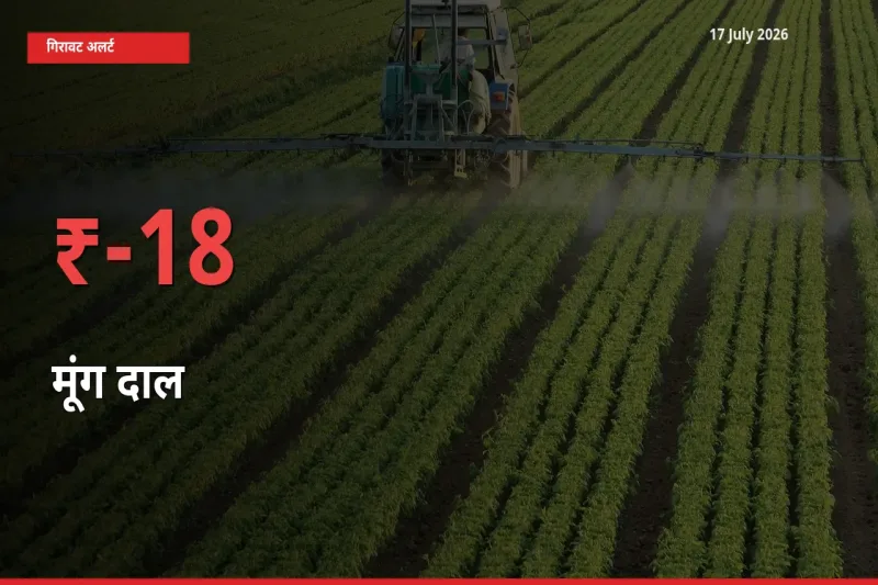 स्थानीय मंडी में मूंग दाल के दाम अचानक 18.03% गिरे, किसानों की चिंता बढ़ी