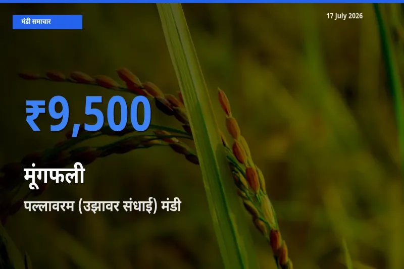 17 July अपडेट: मूंगफली के सबसे ऊँचे दाम पल्लावरम (उझावर संधाई) मंडी में