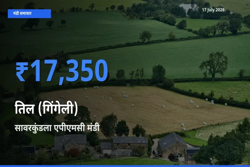 किसानों की पसंद बना सावरकुंडला एपीएमसी, तिल (गिंगेली) के सबसे अच्छे दाम