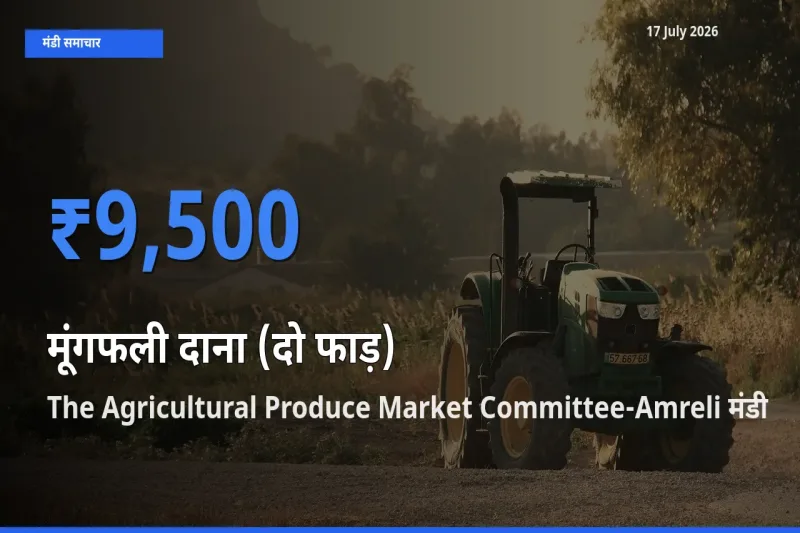 The Agricultural Produce Market Committee-Amreli में मूंगफली दाना (दो फाड़) का आज सबसे ऊँचा भाव