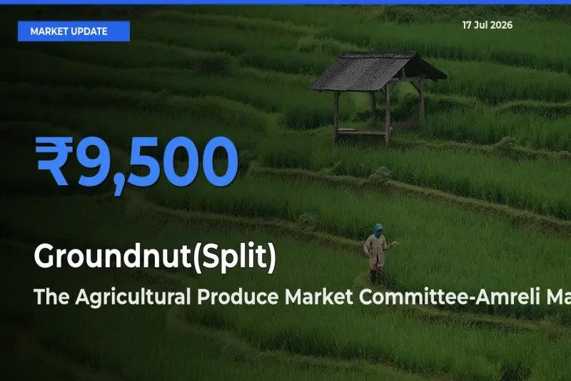 The Agricultural Produce Market Committee-Amreli Records Highest ₹9,500 Rate for Groundnut(Split)