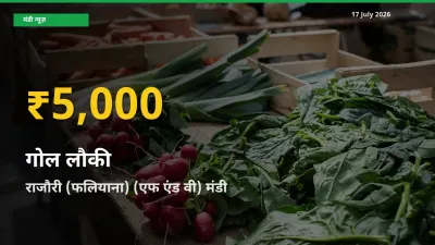 30 दिनों में सबसे ऊँचे स्तर पर गोल लौकी के दाम, राजौरी (फलियाना) (एफ एंड वी) में उछाल