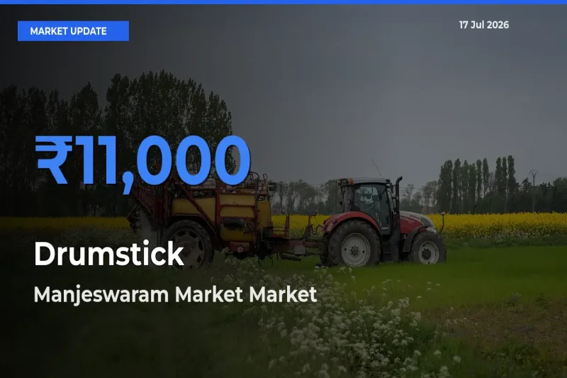 Manjeswaram Market Offers ₹11,000 – Highest Drumstick Rate Today