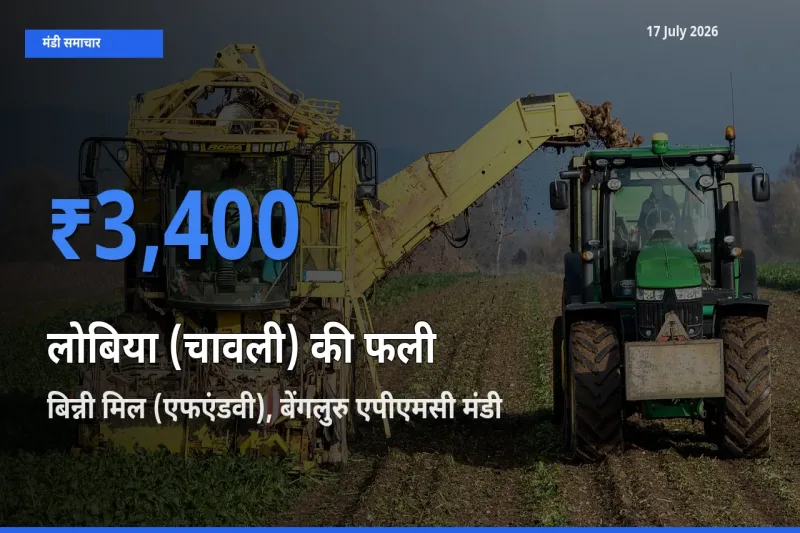 टॉप मंडी बना बिन्नी मिल (एफएंडवी), बेंगलुरु एपीएमसी! लोबिया (चावली) की फली के सबसे ऊँचे दाम यहीं दर्ज