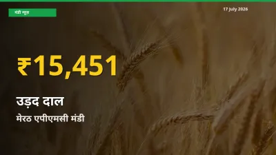 उड़द दाल के दामों में रिकॉर्ड तेज़ी, मेरठ एपीएमसी