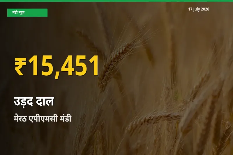 उड़द दाल के दामों में रिकॉर्ड तेज़ी, मेरठ एपीएमसी