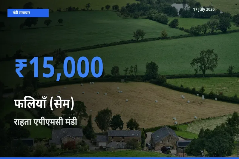 17 July अपडेट: फलियाँ (सेम) के सबसे ऊँचे दाम राहता एपीएमसी मंडी में