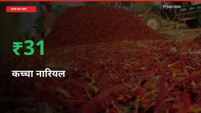 बाज़ार संकेत: कच्चा नारियल के भाव मंडी में 31.03% ऊपर