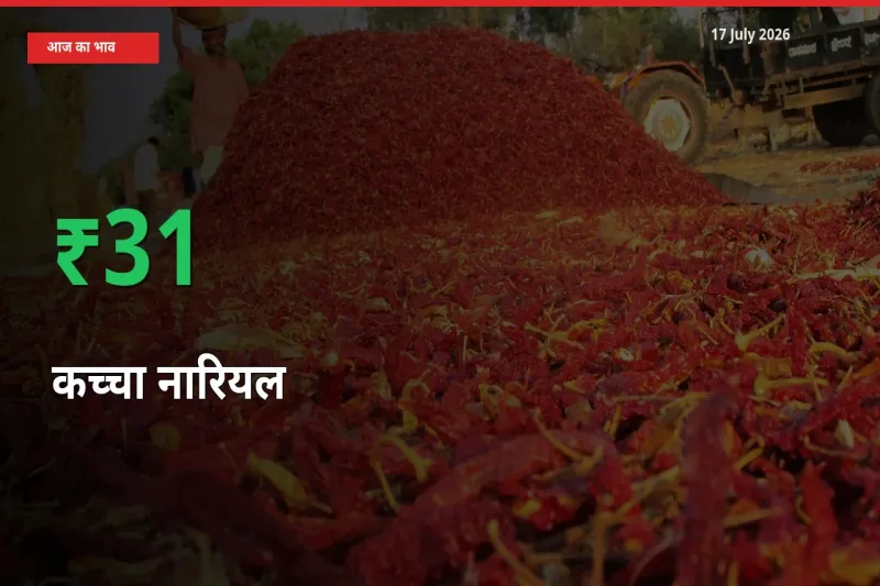 बाज़ार संकेत: कच्चा नारियल के भाव मंडी में 31.03% ऊपर