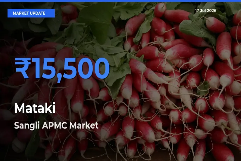 Market Watch: Sangli APMC Becomes Top Mandi for Mataki