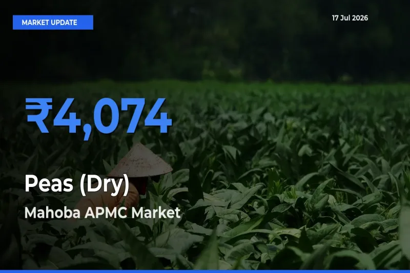 Top Performer! Mahoba APMC Offers Best Peas (Dry) Price Today