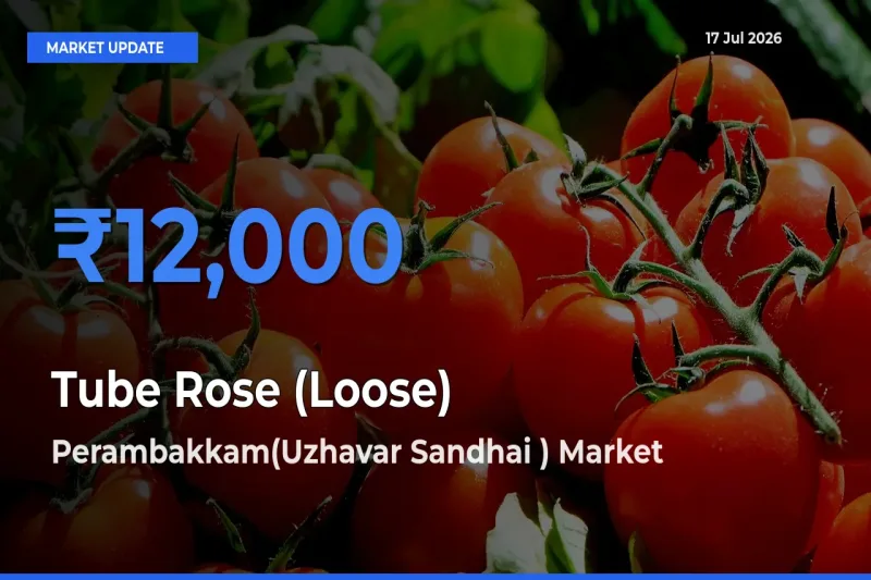 Perambakkam(Uzhavar Sandhai ) Records Highest ₹12,000 Rate for Tube Rose (Loose)
