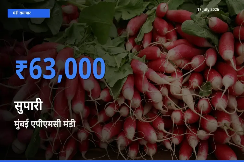 बाज़ार संकेत: मुंबई एपीएमसी बना सुपारी के लिए आज की टॉप मंडी