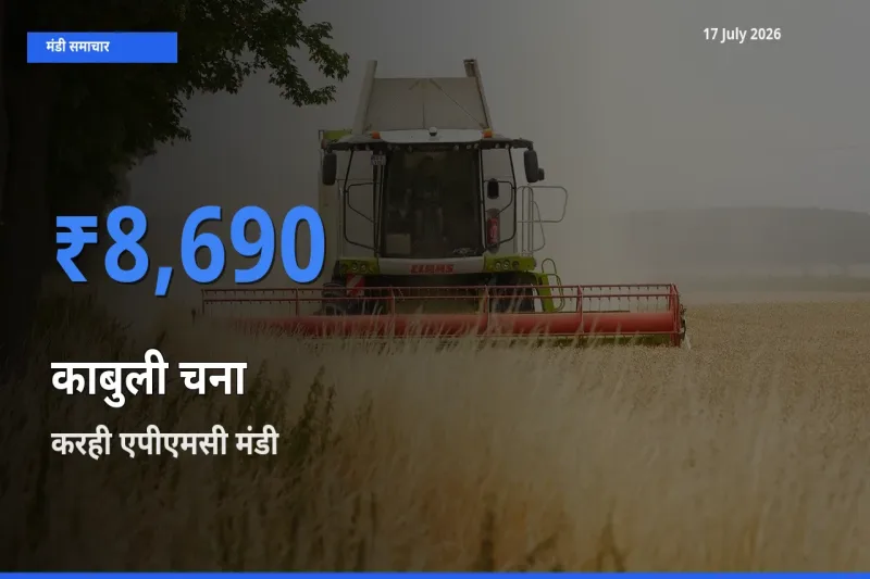 आज काबुली चना के सबसे ज़्यादा दाम करही एपीएमसी मंडी में दर्ज