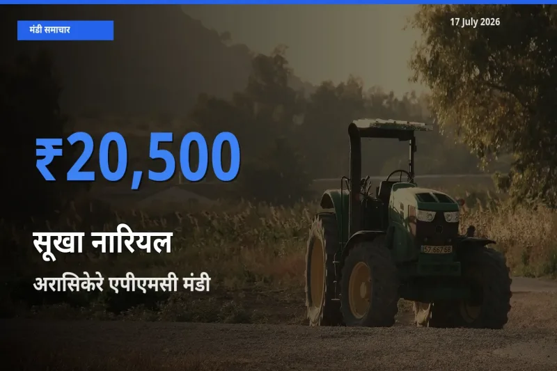 आज का मंडी भाव: सूखा नारियल के सबसे ज़्यादा दाम अरासिकेरे एपीएमसी में