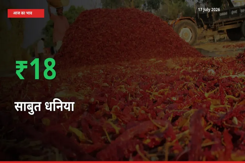 17 July अपडेट: साबुत धनिया के दाम मंडी में 17.56% उछले