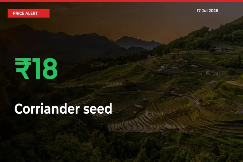 This Mandi Records 17.56% Jump in Corriander seed Prices