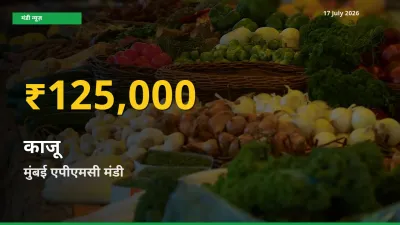 किसानों के लिए खुशखबरी! मुंबई एपीएमसी में काजू के दाम रिकॉर्ड स्तर पर