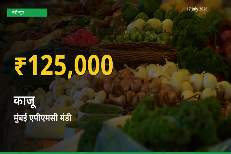 किसानों के लिए खुशखबरी! मुंबई एपीएमसी में काजू के दाम रिकॉर्ड स्तर पर