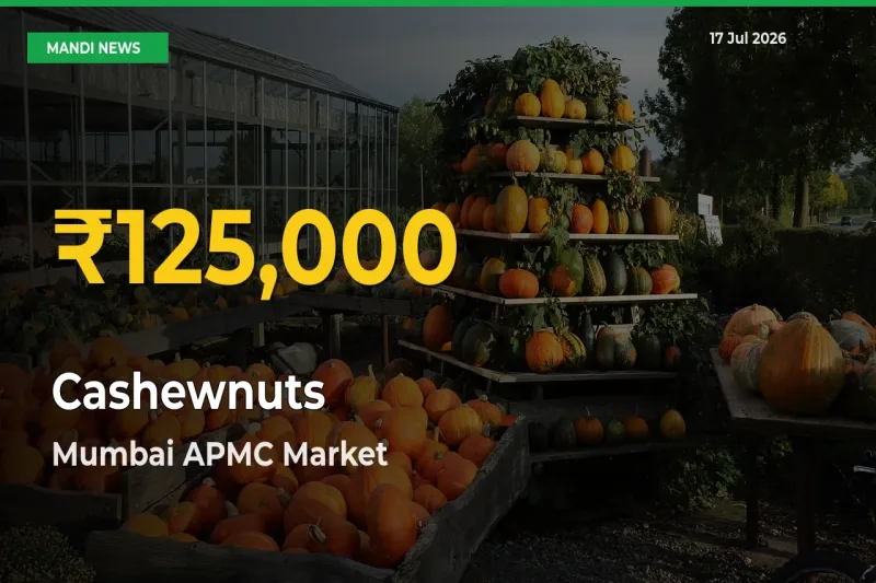 Farmers Benefit as Cashewnuts Rate Touches New High in Mumbai APMC