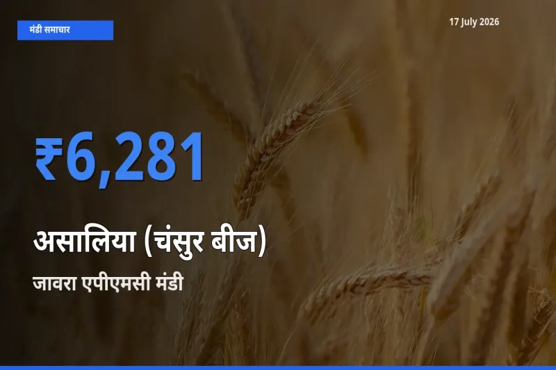 आज असालिया (चंसुर बीज) के सबसे ज़्यादा दाम जावरा एपीएमसी मंडी में दर्ज