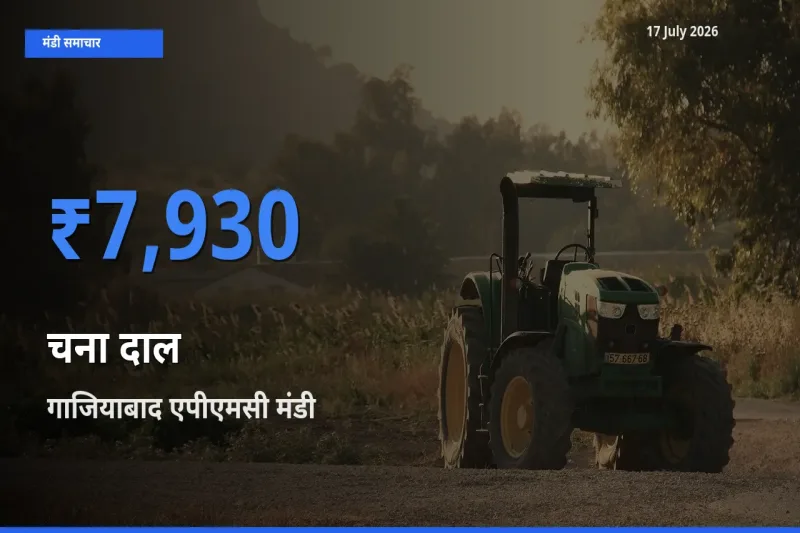 आज का मंडी भाव: चना दाल के सबसे ज़्यादा दाम गाजियाबाद एपीएमसी में