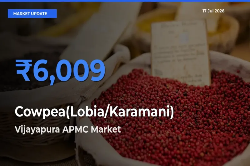 Vijayapura APMC Offers ₹6,009 – Highest Cowpea(Lobia/Karamani) Rate Today