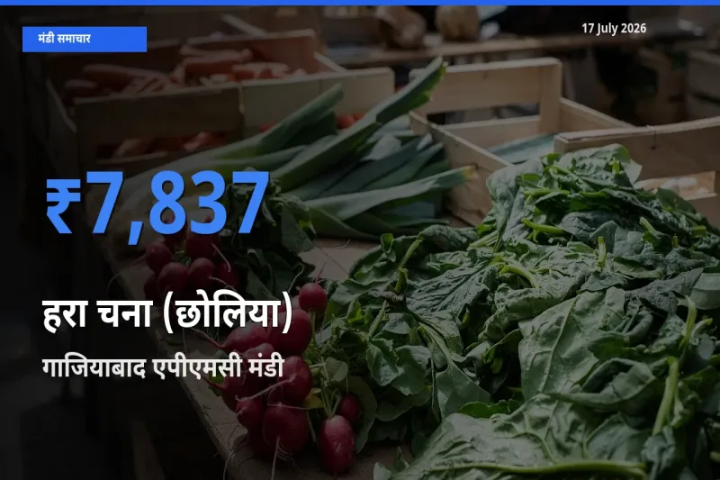 17 July अपडेट: हरा चना (छोलिया) के सबसे ऊँचे दाम गाजियाबाद एपीएमसी मंडी में