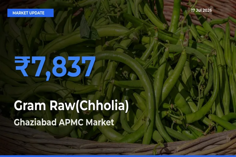 Ghaziabad APMC Emerges as Top Mandi for Gram Raw(Chholia) Prices Today