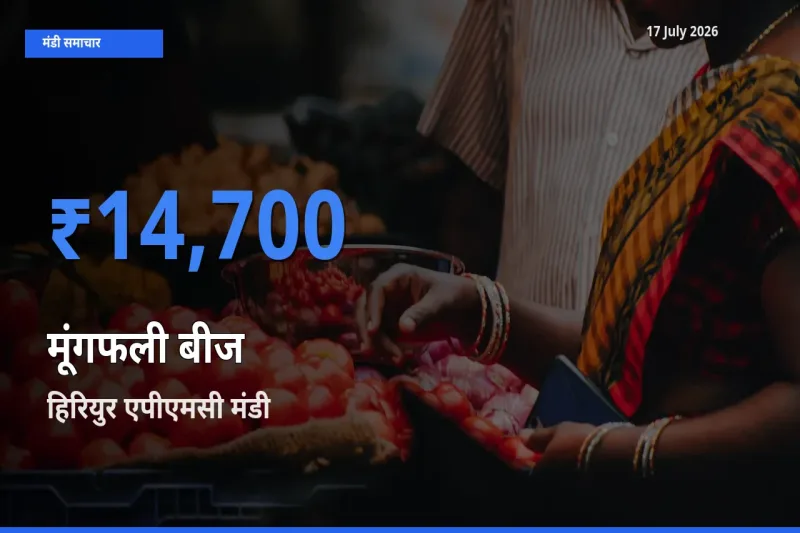 हिरियुर एपीएमसी मंडी में मूंगफली बीज ₹14,700 पर पहुँचा – आज का सर्वोच्च भाव