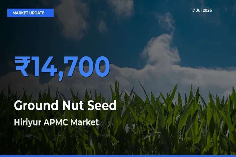 Hiriyur APMC Emerges as Top Mandi for Ground Nut Seed Prices Today