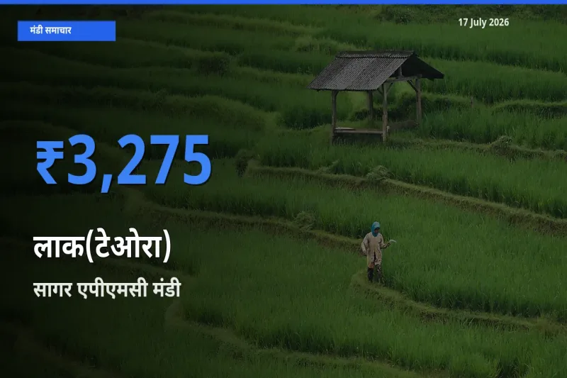बाज़ार संकेत: सागर एपीएमसी बना लाक(टेओरा) के लिए आज की टॉप मंडी
