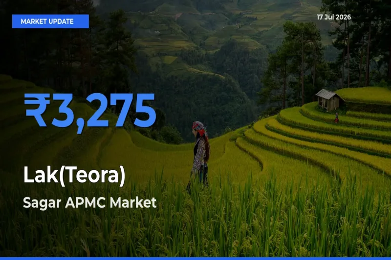 Farmers Prefer Sagar APMC as Lak(Teora) Hits Highest Rate
