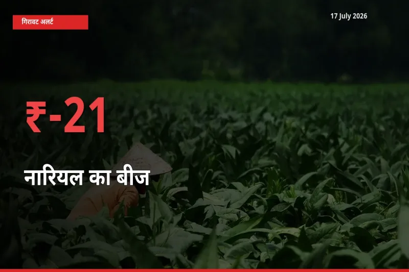 आज का मंडी भाव: नारियल का बीज के दाम मंडी में 21.14% नीचे