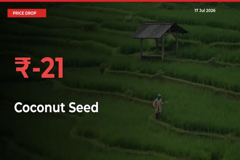 Sudden Shock! Coconut Seed Drops 21.14% in 24 Hours at Top Mandis