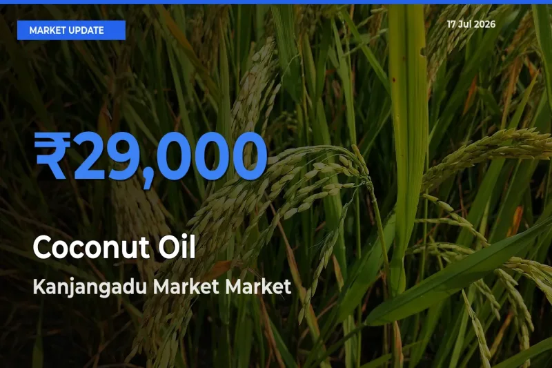 Kanjangadu Market Tops Coconut Oil Rates – July 17 Market Update