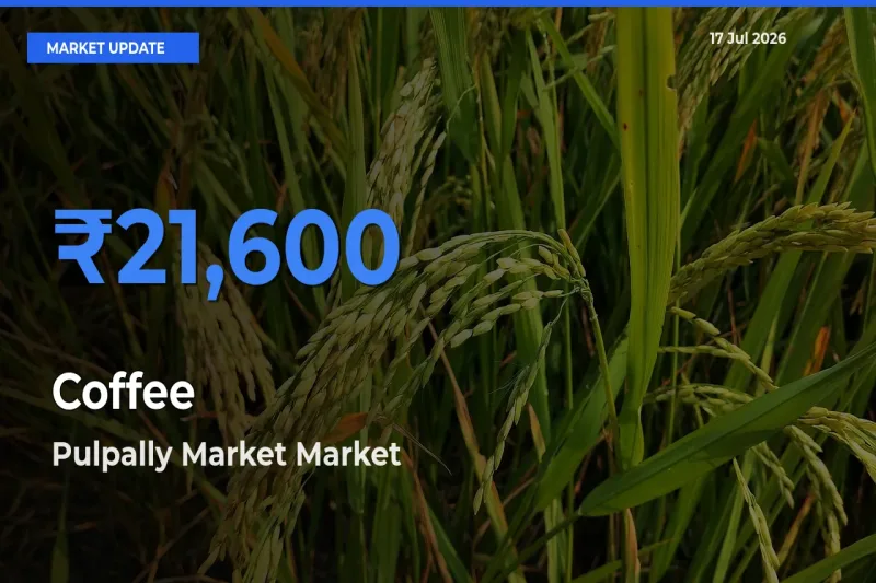 Pulpally Market Emerges as Top Mandi for Coffee Prices Today