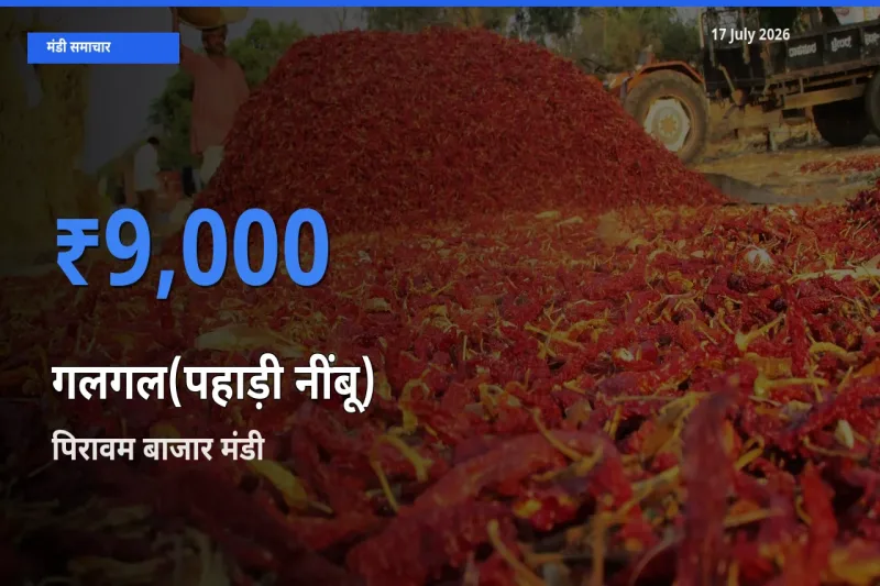 आज का मंडी भाव: गलगल(पहाड़ी नींबू) के सबसे ज़्यादा दाम पिरावम बाजार में