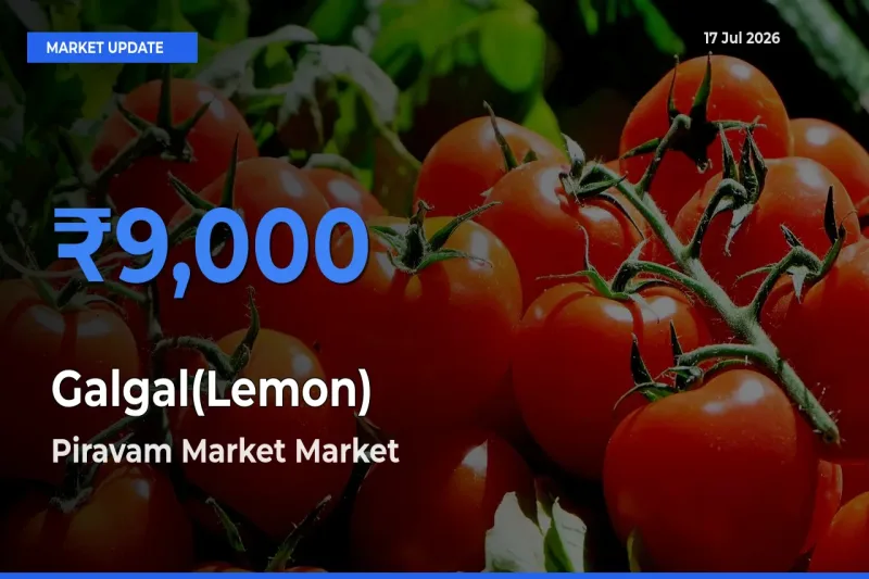 Top Performer! Piravam Market Offers Best Galgal(Lemon) Price Today