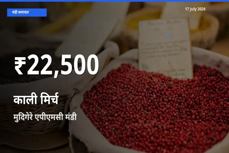 काली मिर्च के दामों में गिरावट, मुदिगेरे एपीएमसी में 30 दिन का न्यूनतम भाव
