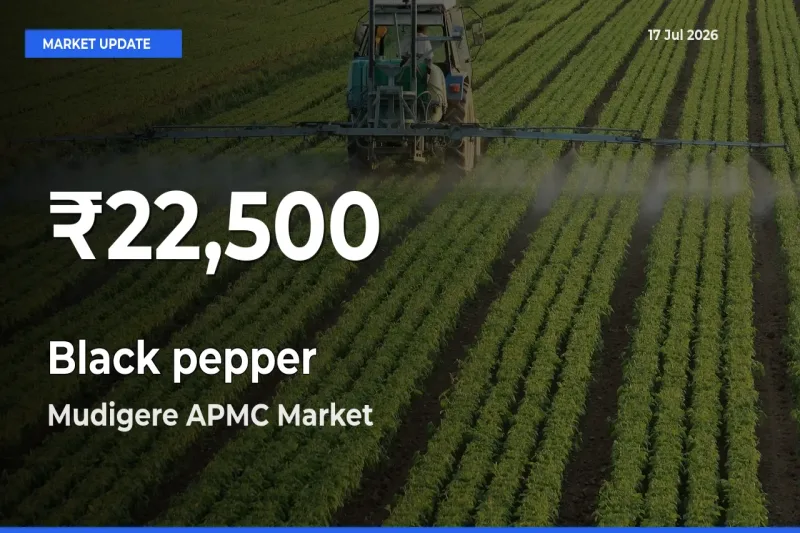 Big Drop! Black pepper Slides to 30-Day Low at Mudigere APMC