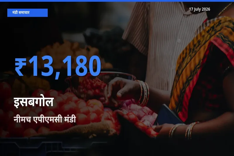 टॉप मंडी बना नीमच एपीएमसी! इसबगोल के सबसे ऊँचे दाम यहीं दर्ज