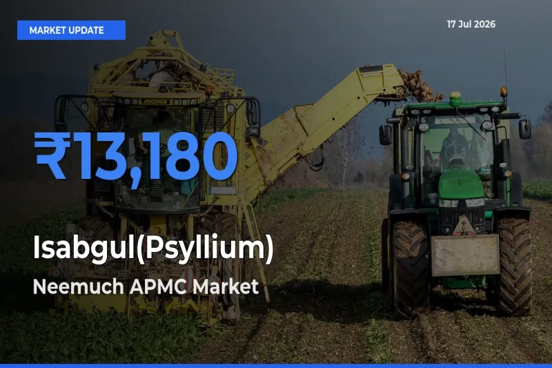 Neemuch APMC Leads as Top Mandi for Isabgul(Psyllium) Prices