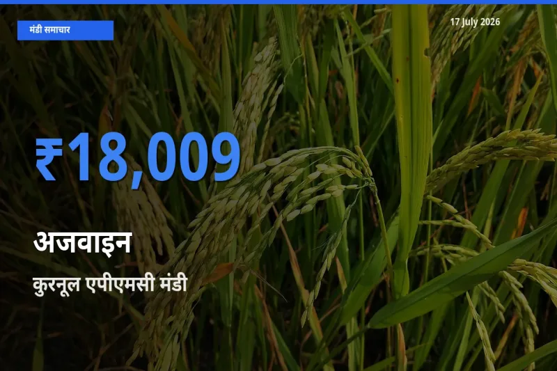 टॉप मंडी बना कुरनूल एपीएमसी! अजवाइन के सबसे ऊँचे दाम यहीं दर्ज