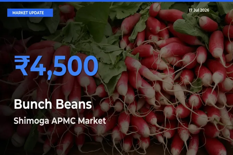 Shimoga APMC Leads as Top Mandi for Bunch Beans Prices