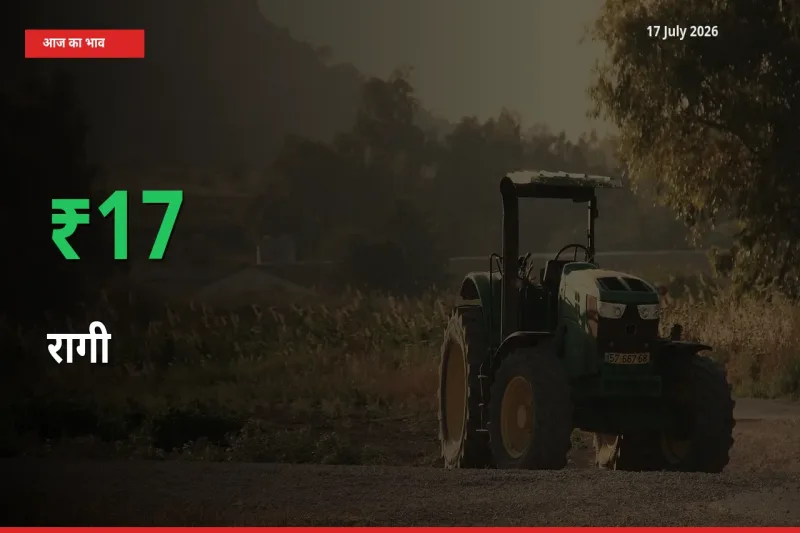 तेज़ तेजी! मंडी में रागी के दाम 17.02% चढ़े
