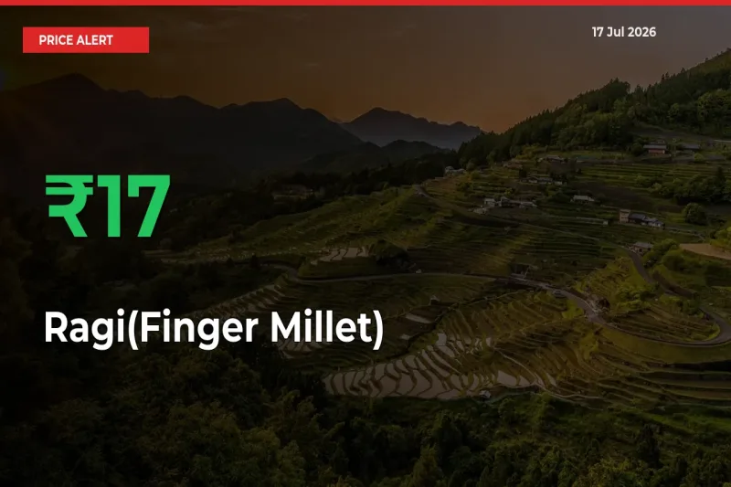 Sudden 17.02% Rally in Ragi(Finger Millet) Prices Across Mandis